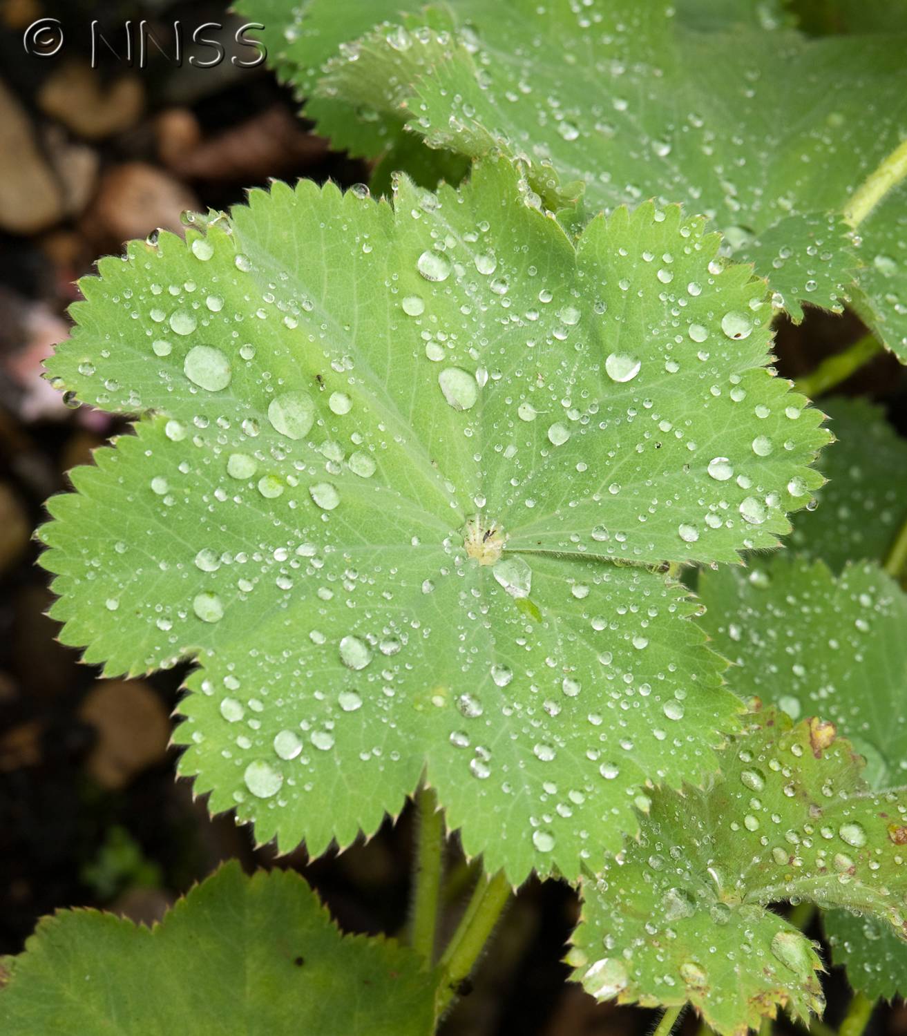 Garden Alchemilla